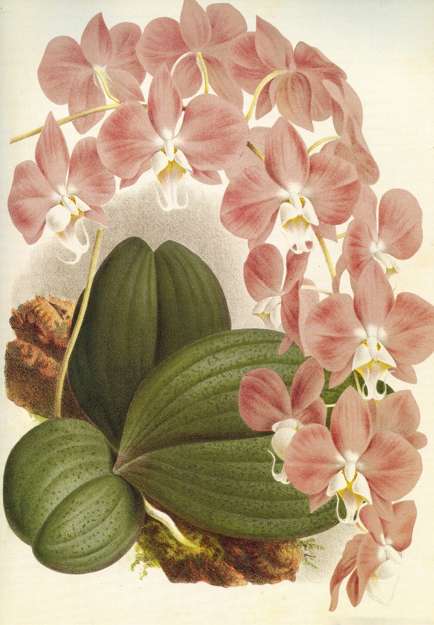 Botanisk tavle/Phalaenopsis sanderiana/Lindenia av Unbekannt