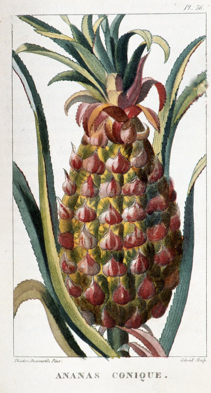 Botanisk bord/Ananas av Unbekannt