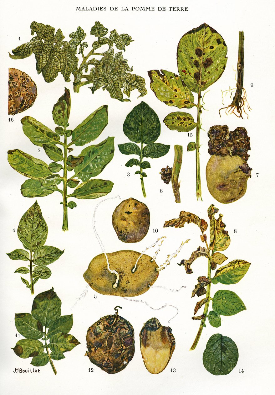Botanisk styre/Potetsykdommer/Solanum tuberosum av Unbekannt