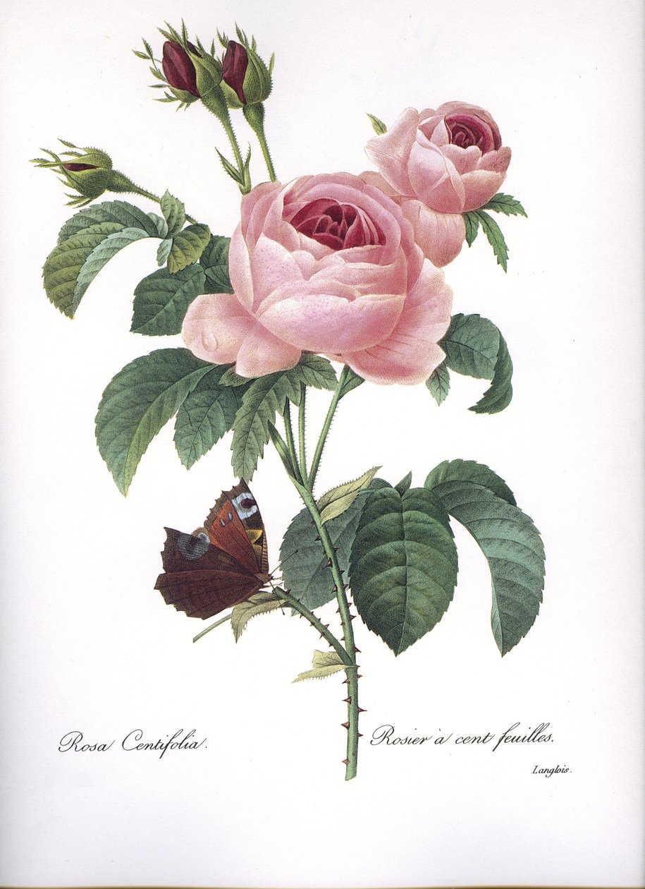 Botanisk tavle/Rosa centifolia/Rosa hundre blader/Redoubt av Unbekannt
