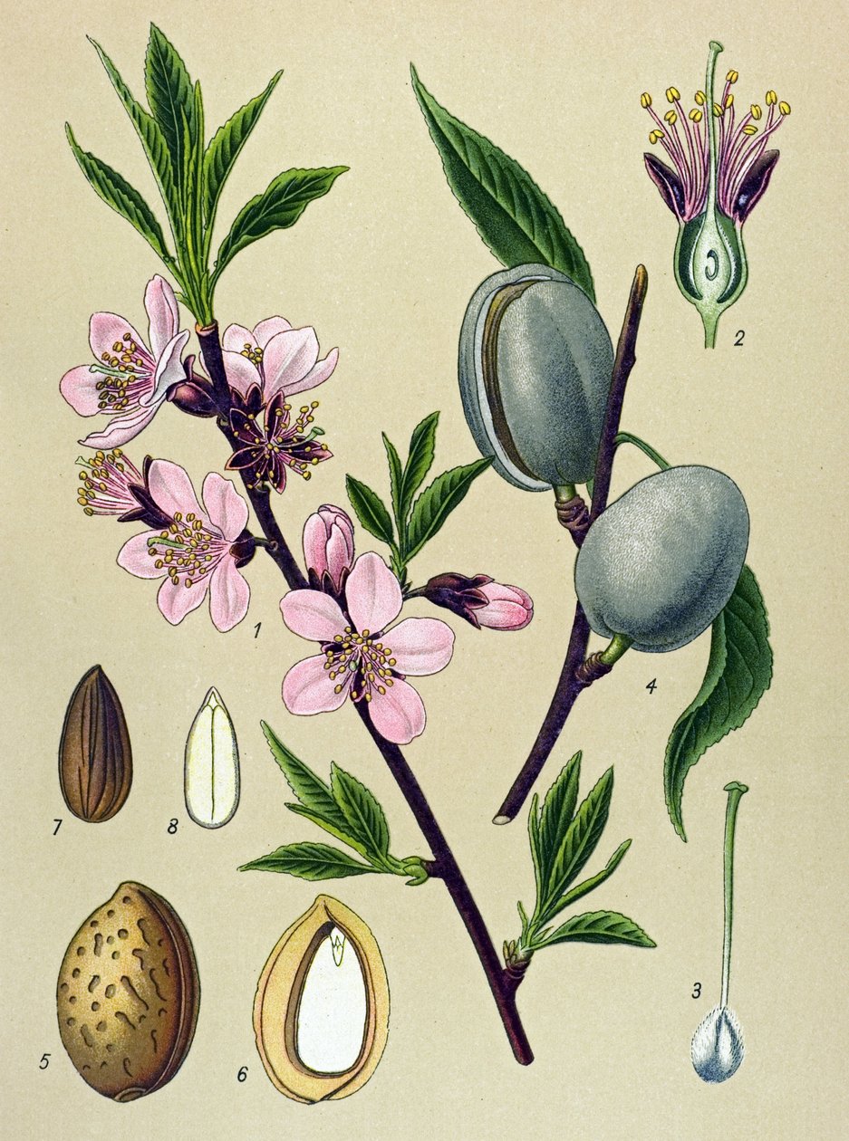 Botanisk bord. Amygdaline (Mandel): Vanlig mandel (Amygdalus communis) av Unbekannter Künstler