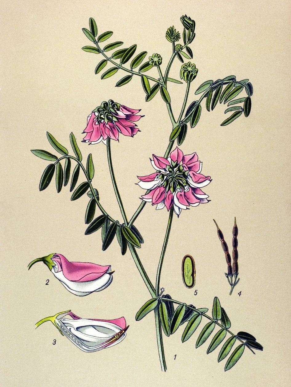 Botanisk bord, plante: Coronilla bigarree (Coronilla varia) av Unbekannter Künstler