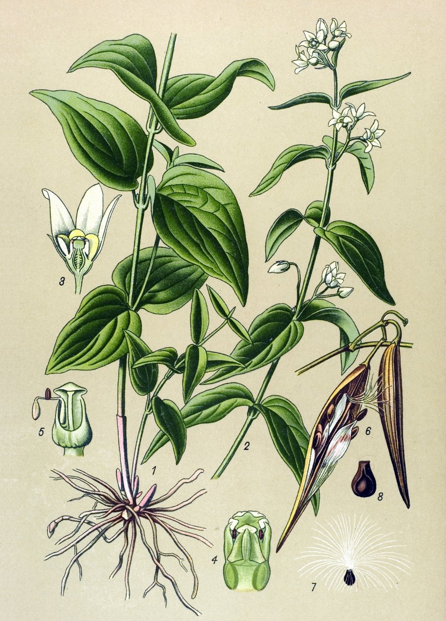 Botanisk bord: Tam gift officinal (Vincetoxicum hirundinaria) av Unbekannter Künstler