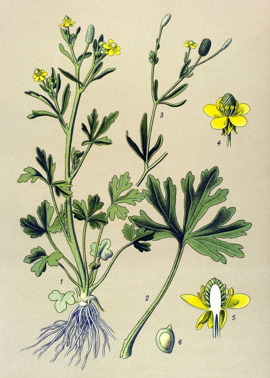 Botanisk bord. Venenøs (giftig): Smørblomst eller ranunkelbladselleri (Ranunculus sceleratus) av Unbekannter Künstler