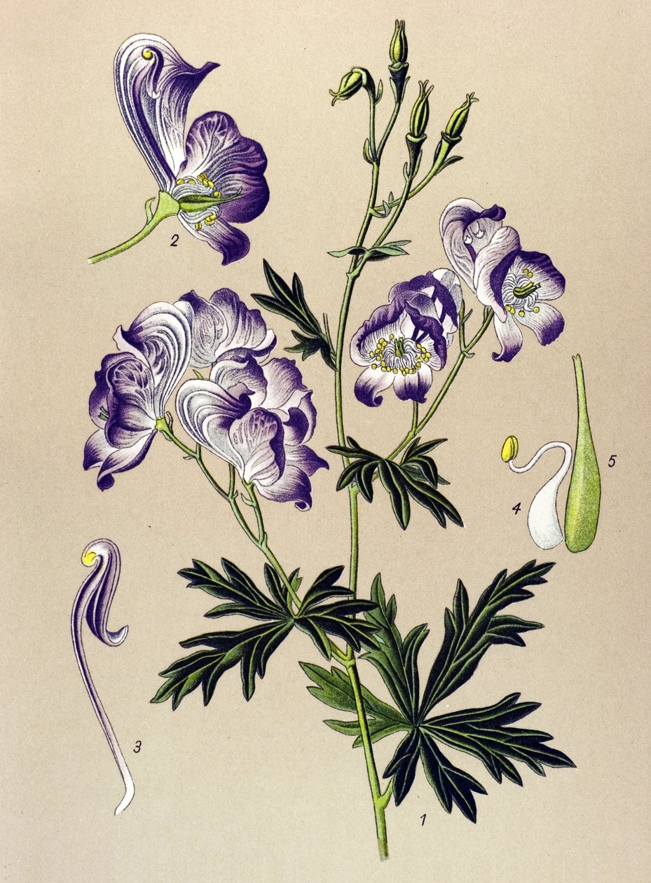 Botanisk bord. Venenøs (giftig) og medisinplante: Aconitum variegatum av Unbekannter Künstler