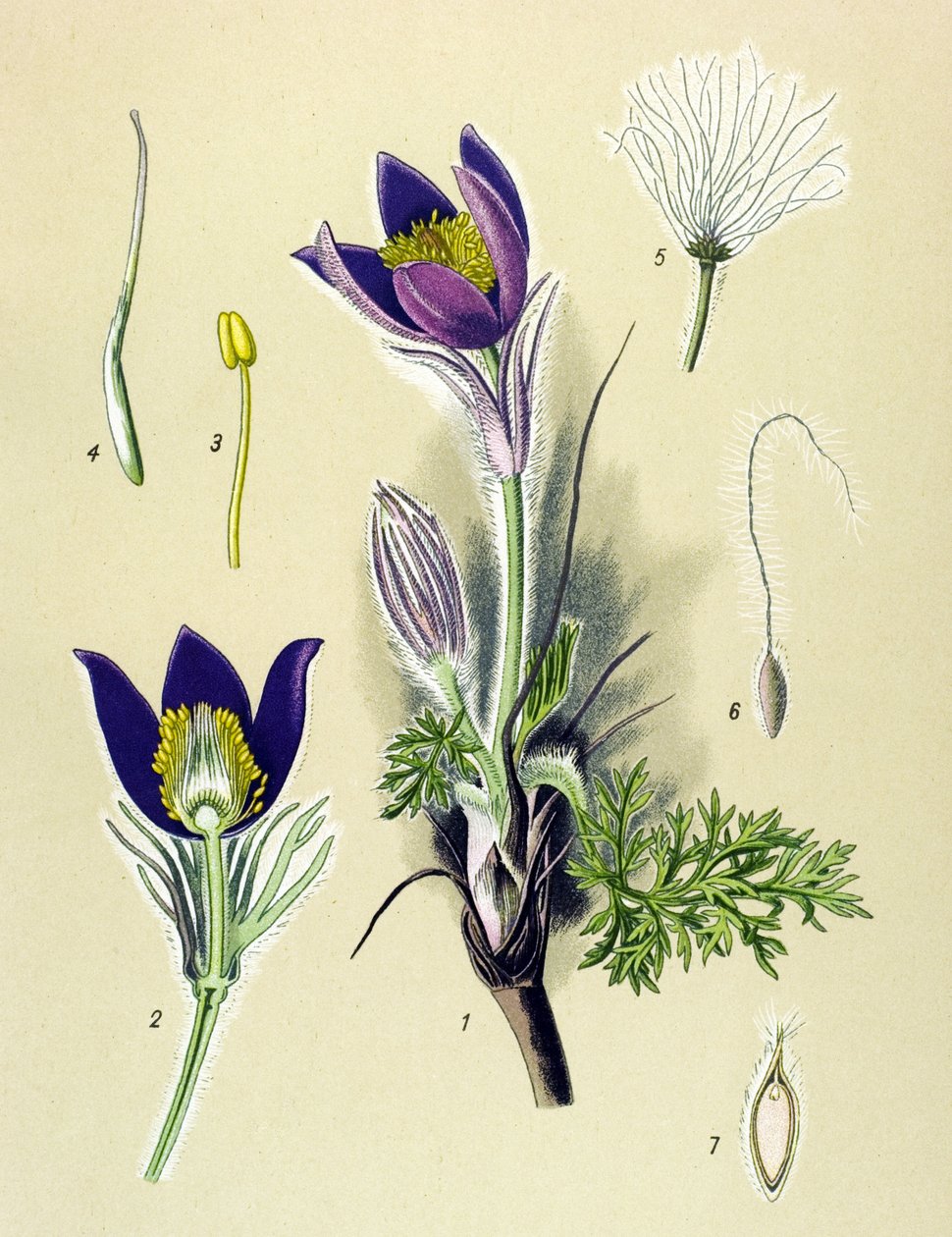 Botanisk bord. Venenøs (giftig) og medisinsk plante: Anemone Pulsatille eller Common Pulsatilla (Anemone pulsatilla, Pulsatilla vulgaris) av Unbekannter Künstler