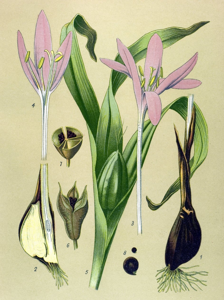 Botanisk bord. Venenøs (giftig) og medisinsk plante: Høstkolchial (Colchicum autumnale) av Unbekannter Künstler