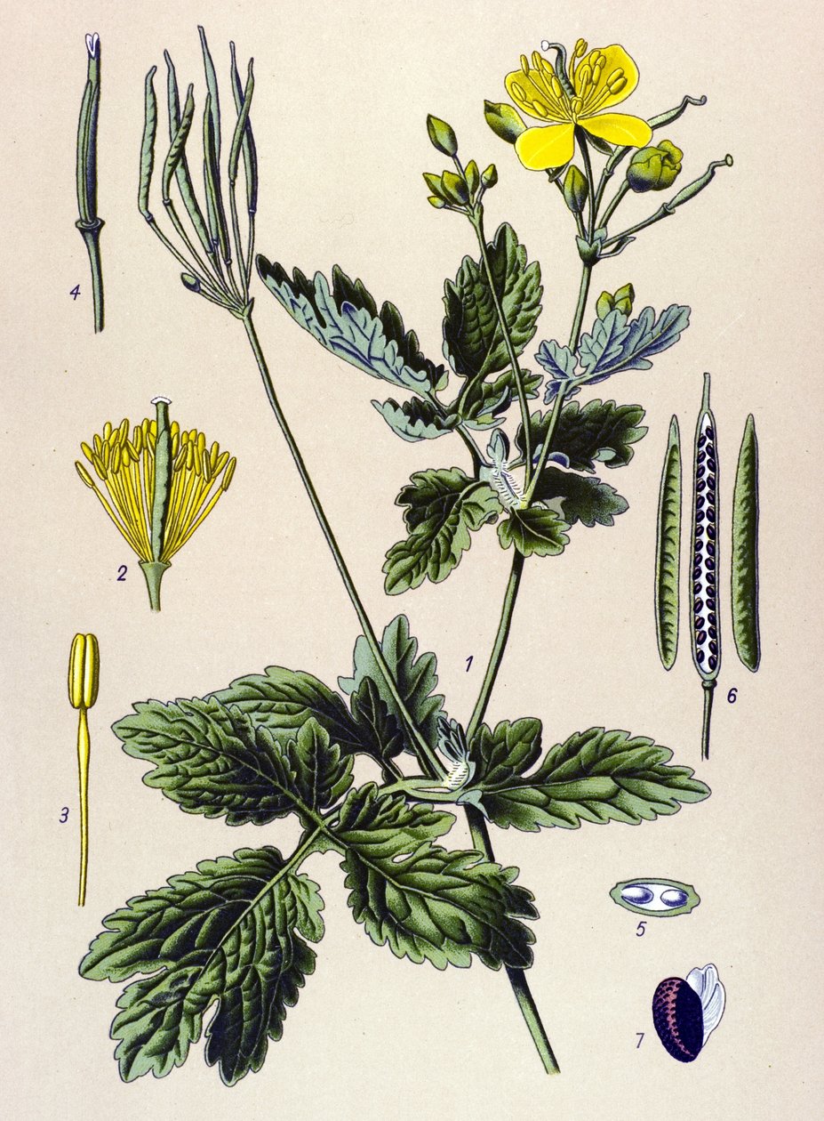 Botanisk bord. Venenøs (giftig) og medisinsk plante: Chelidoine eller stor chelidoin (Chelidonium majus) av Unbekannter Künstler