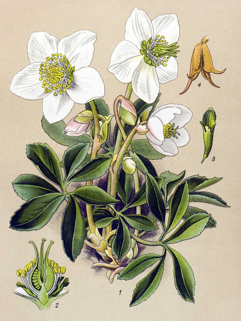 Botanisk bord. Venenøs (giftig) og medisinsk plante: Julerose (Helleborus niger) av Unbekannter Künstler