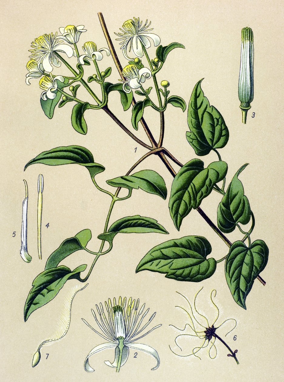 Botanisk styre. Venenøs (giftig) og medisinsk plante: Hekkklematitt (Clematis vitalba) av Unbekannter Künstler