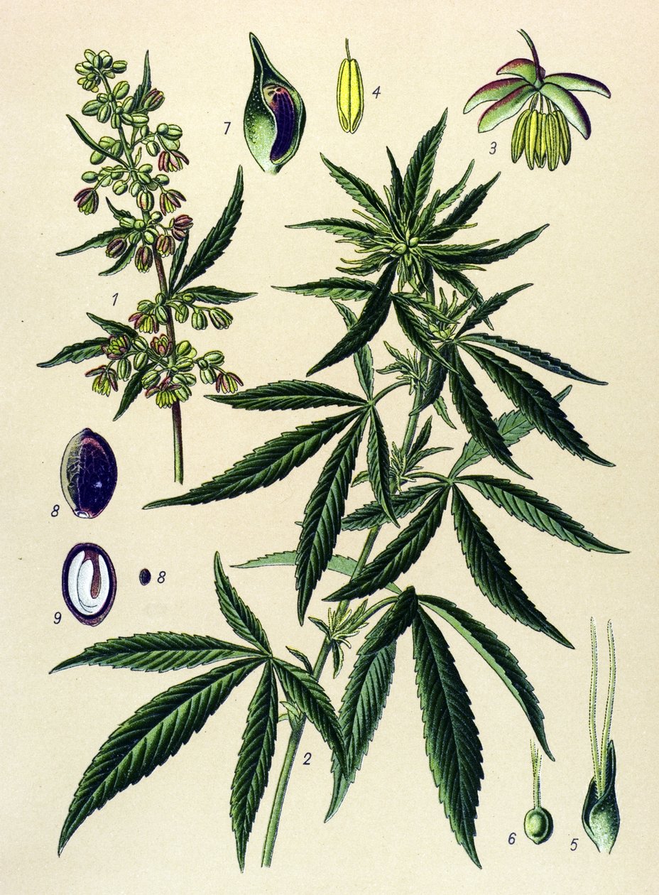 Botanisk bord. Venenøs (giftig) og medisinsk plante: Hamp (Cannabis sativa) av Unbekannter Künstler