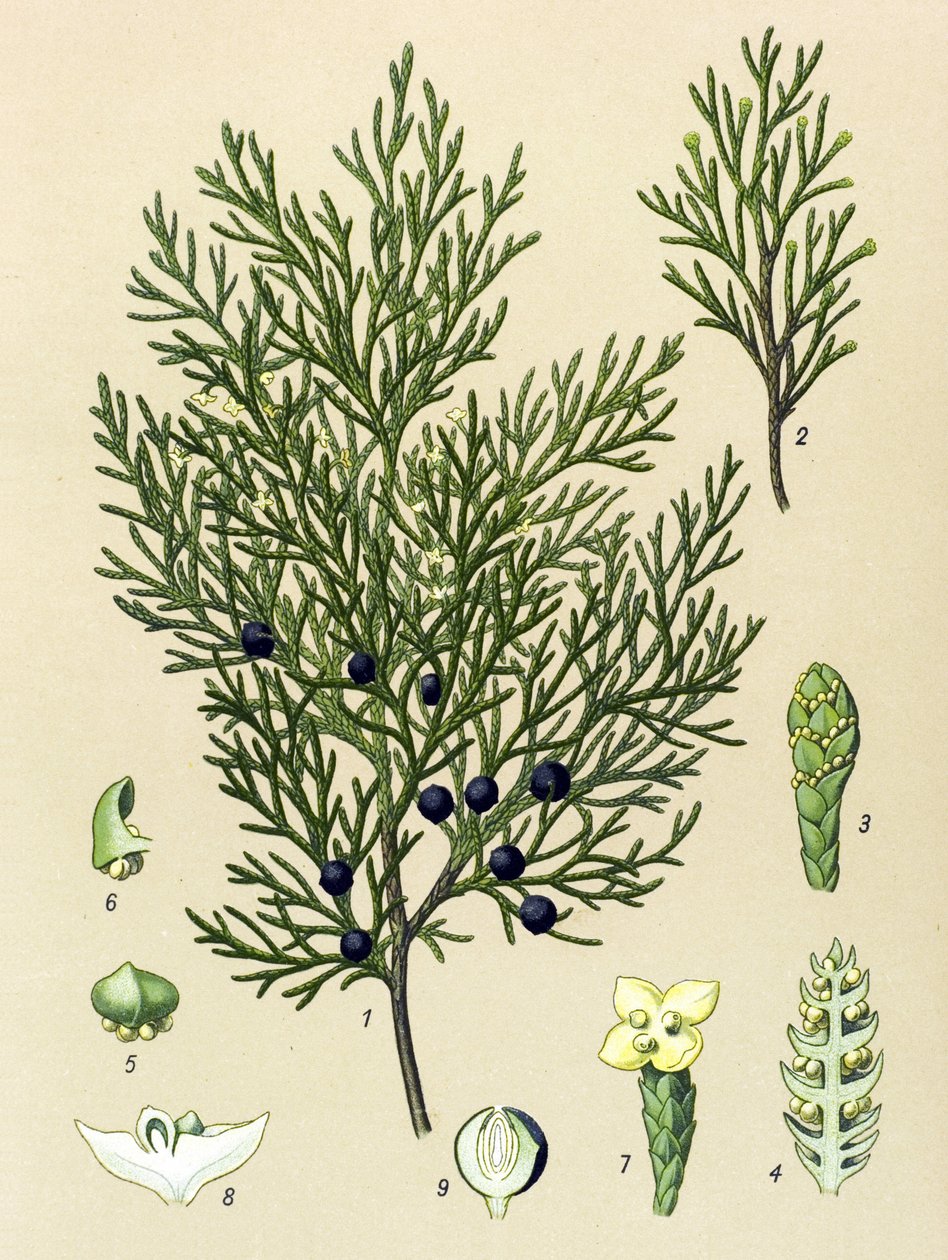 Botanisk styre. Venenøs (giftig) og medisinsk plante: Sabine einer (Juniperus sabina) av Unbekannter Künstler