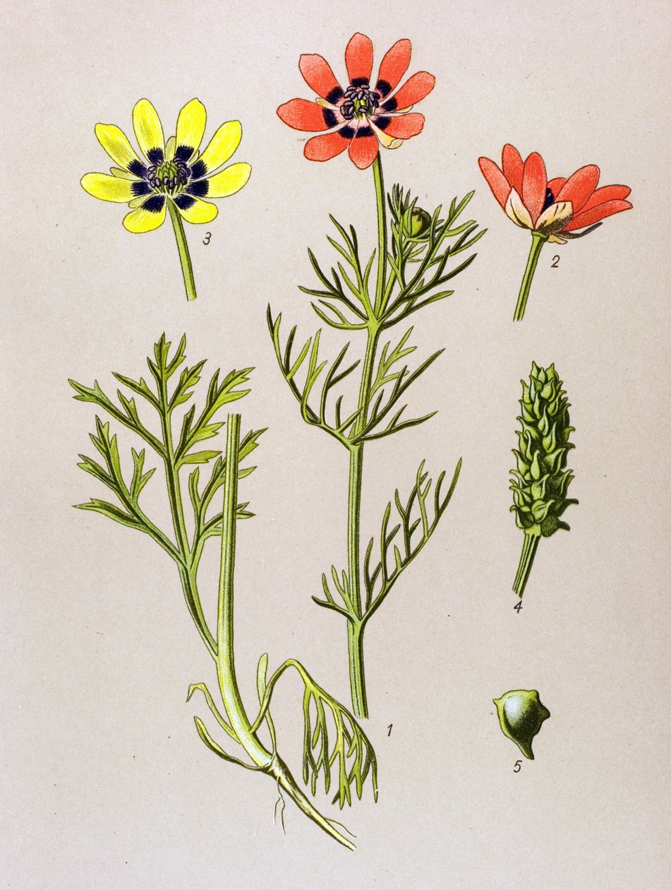 Botanisk bord. Venenøs (giftig) og medisinsk plante: Summer Adonis (Adonis aestivalis) av Unbekannter Künstler