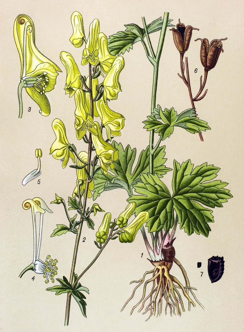 Botanisk bord. Venenøs (giftig) og medisinsk plante: Ulvedreper eller ulvdreper (Aconitum lycoctonum) av Unbekannter Künstler