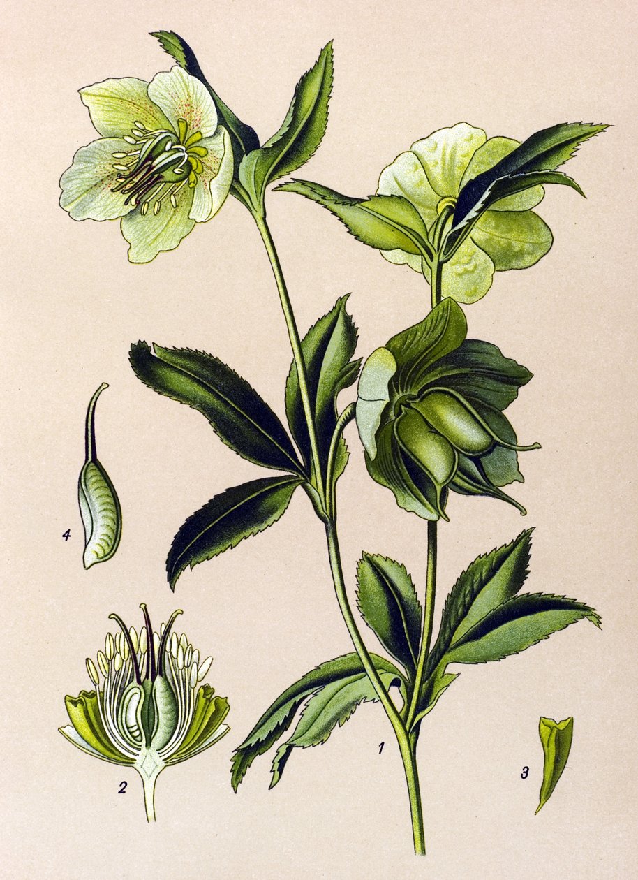 Botanisk styre. Venenøs (giftig) og medisinsk plante: grønn hellebore (Helleborus viridis) av Unbekannter Künstler
