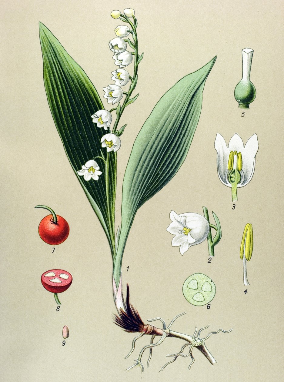 Botanisk bord. Venenøs (giftig) og medisinplante: daler lilje eller mai liljekonvall (Convallaria majalis) av Unbekannter Künstler
