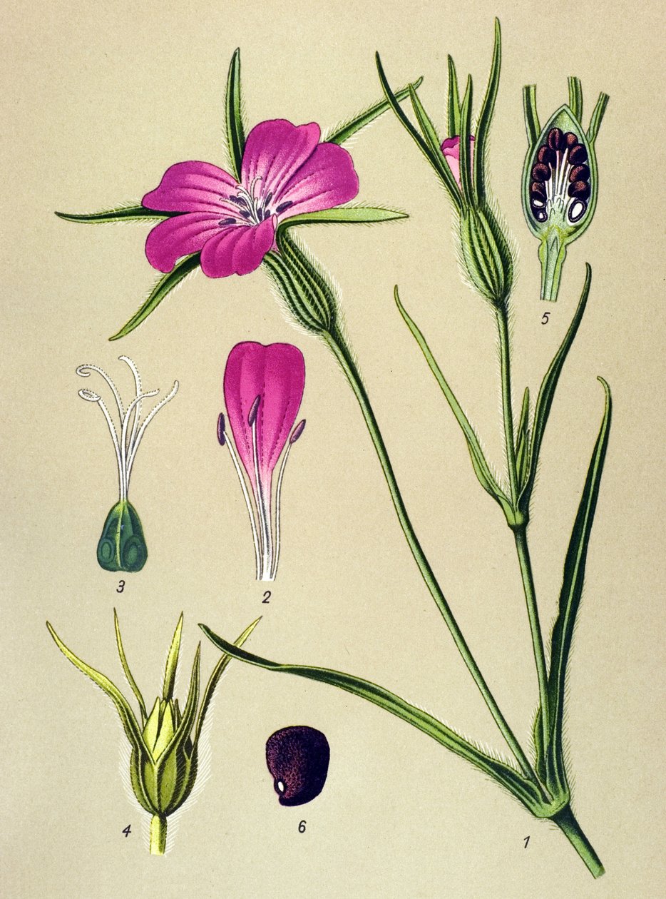 Botanisk bord. Venenøs plante (giftig): Blew's nielle (Agrostemma githago) av Unbekannter Künstler