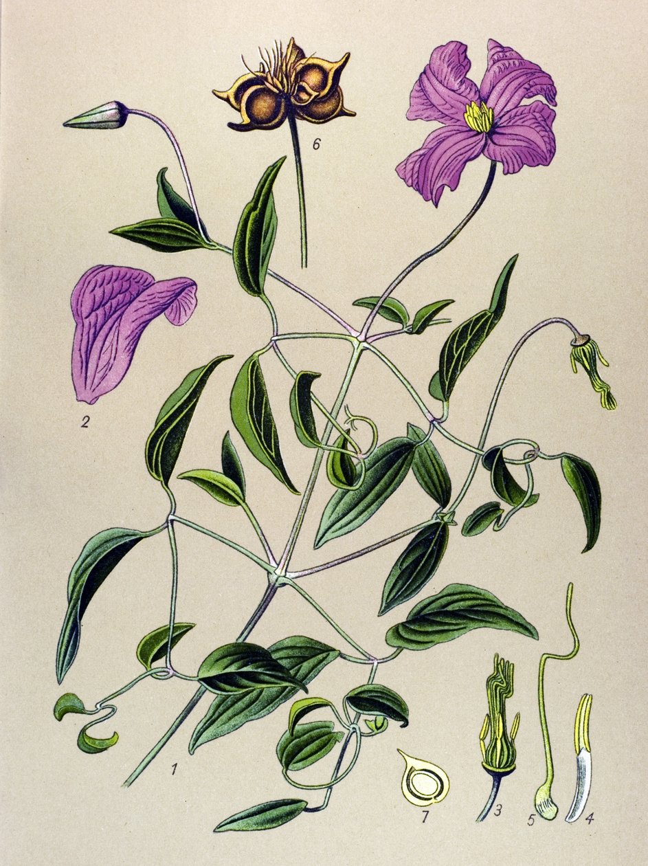 Botanisk bord. Venenøs plante (giftig): Clematite falsk eller falsk vinranke (Clematis viticella) av Unbekannter Künstler