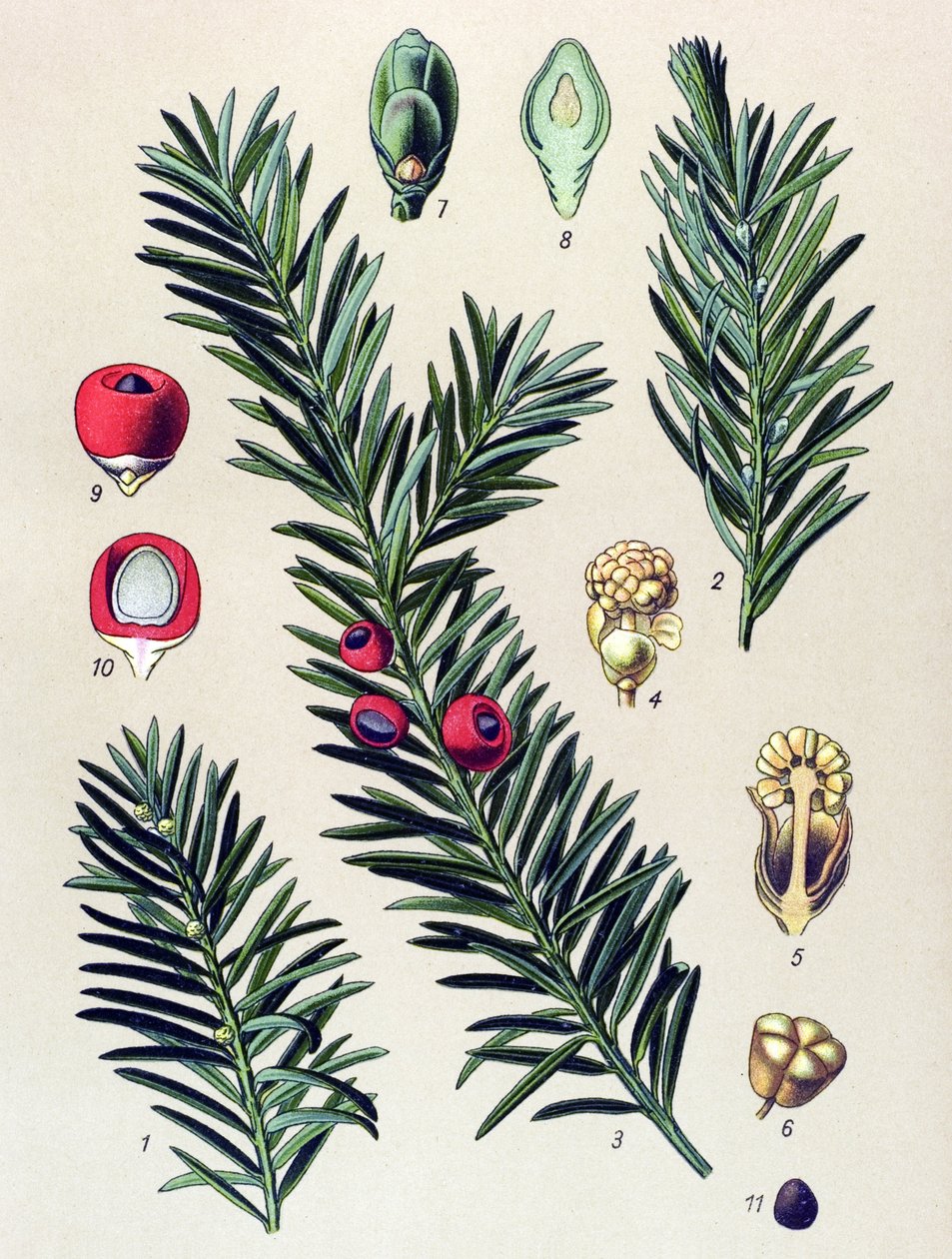 Botanisk bord. Venenøs plante (giftig): Barlind (Taxus baccata) av Unbekannter Künstler