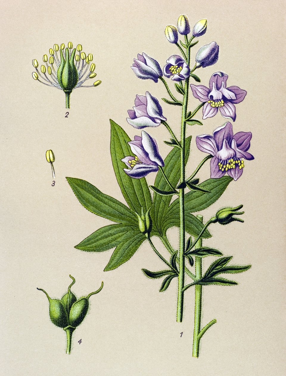 Botanisk styre. Venenøs plante (giftig): Dolphinella staphysegar (Delphinium staphysagria) av Unbekannter Künstler