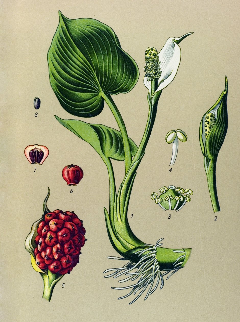 Botanisk bord. Venenøs plante (giftig): Marsh calla (Calla palustris) av Unbekannter Künstler