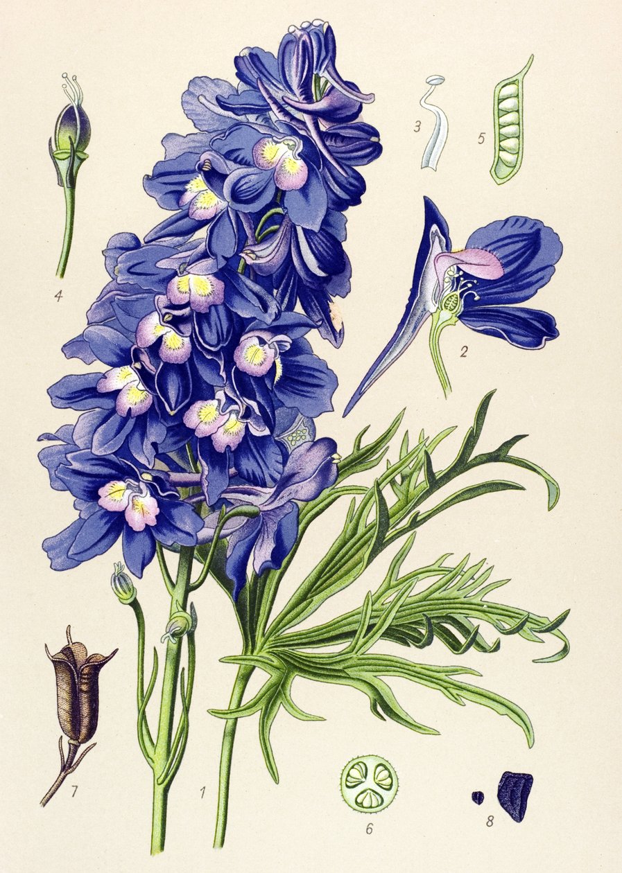 Botanisk styre. Venenøs plante (giftig): delfinel eller lerkeføtter (Delphinium grandiflorum) av Unbekannter Künstler