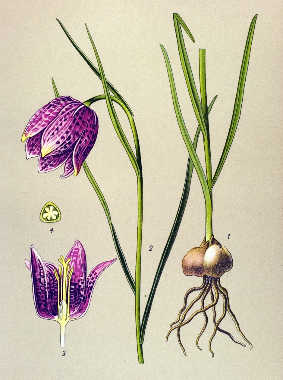 Botanisk bord. Venenøs plante (giftig): perlehøne eller "perlehøne" (Fritillaria meleagris) av Unbekannter Künstler