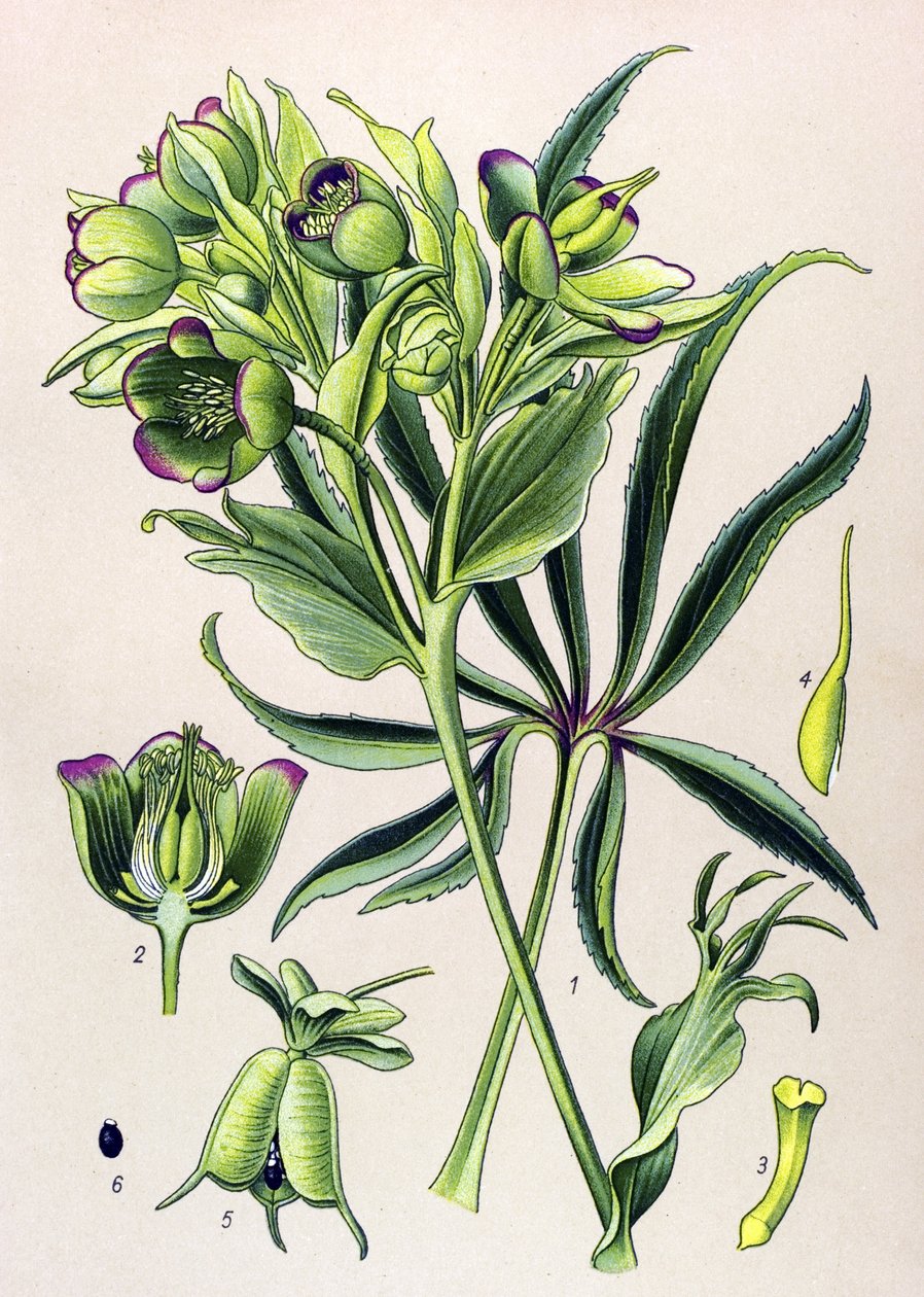 Botanisk bord. Venenøs plante (giftig): hellebore fetide eller ellebore fetide (Helleborus foetidus) av Unbekannter Künstler
