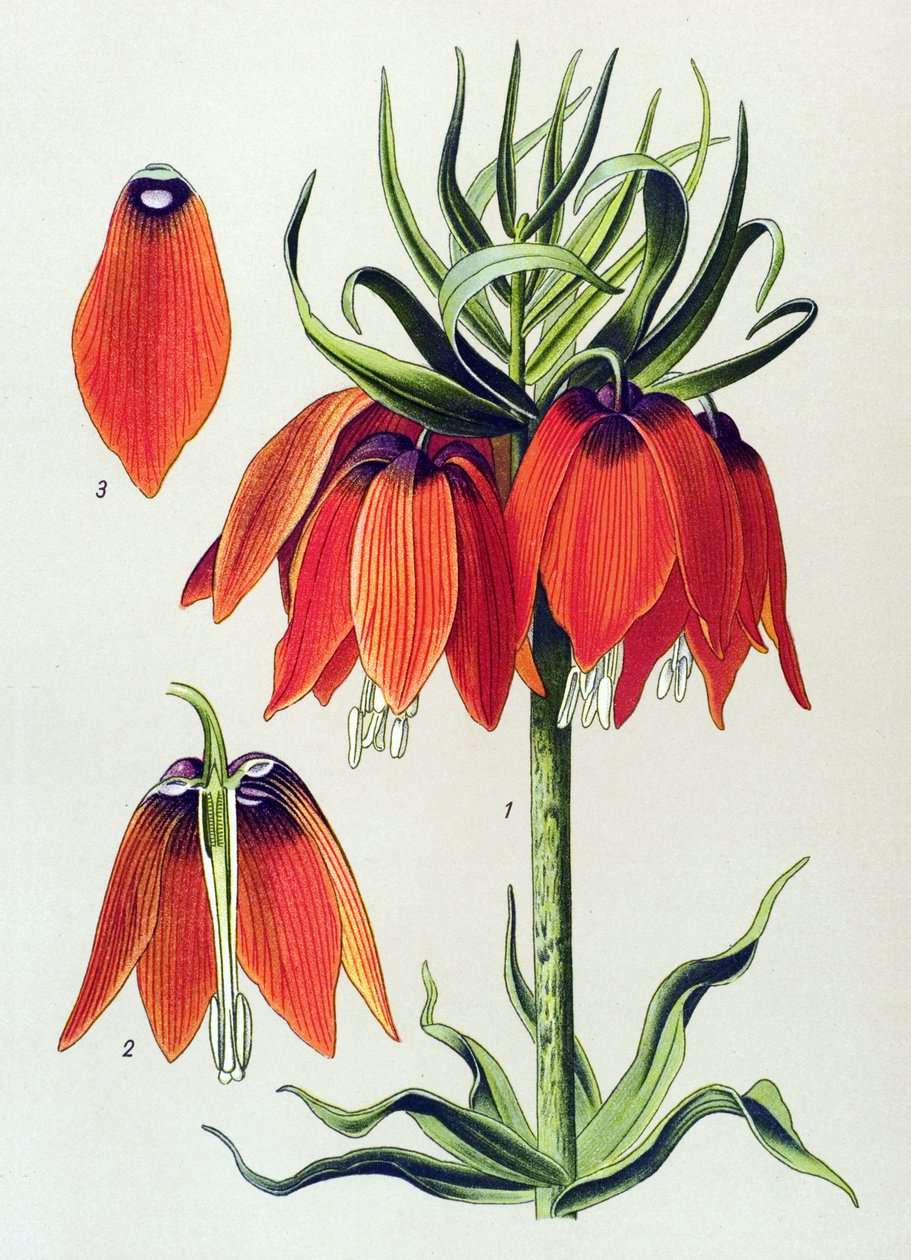 Botanisk bord. Venenøs plante (giftig): imperiale fritillaria imperialis av Unbekannter Künstler