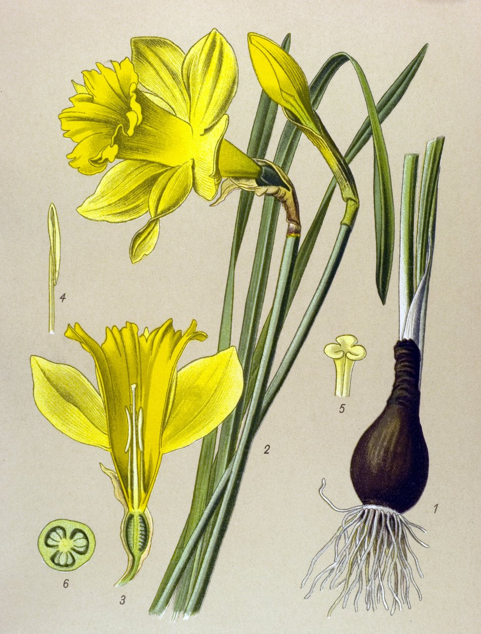 Botanisk bord Venenøs plante (giftig): gul narcissus (Narcissus pseudonarcissus) av Unbekannter Künstler