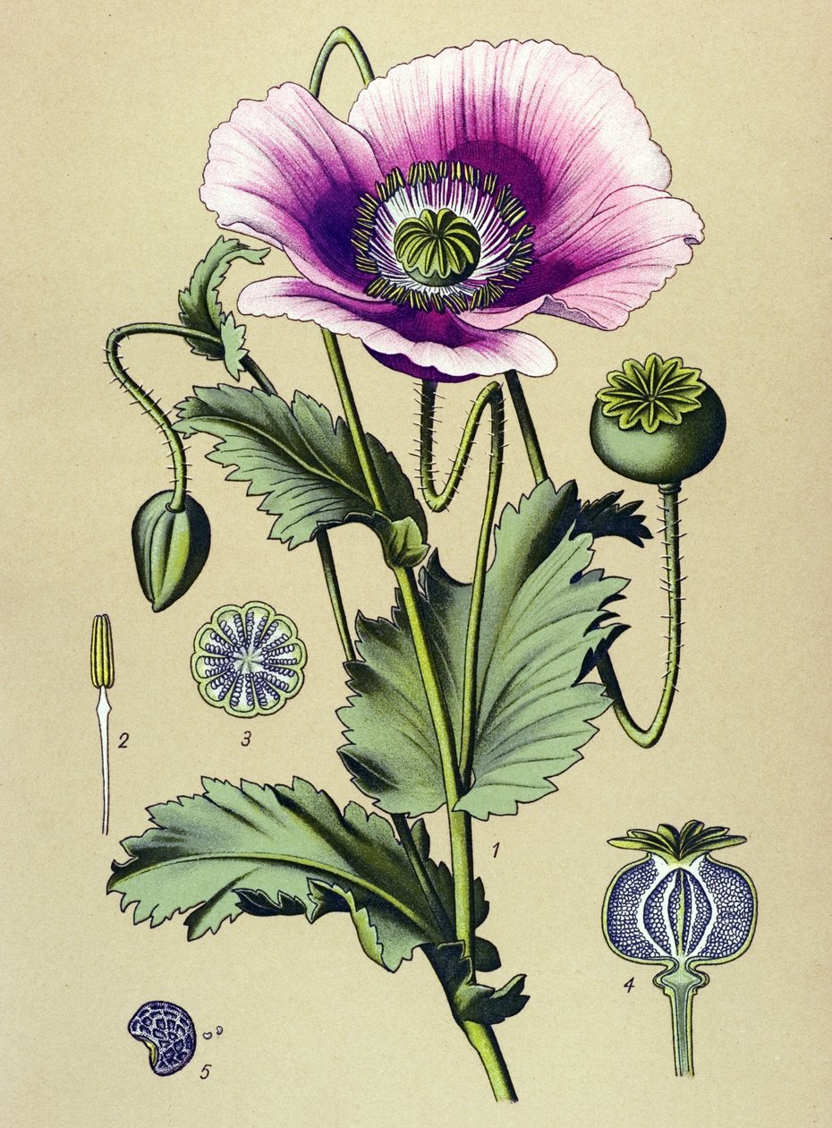 Botanisk bord. Venesøs (giftig) og medisinsk plante: sovende valmue (Papaver somniferum) av Unbekannter Künstler