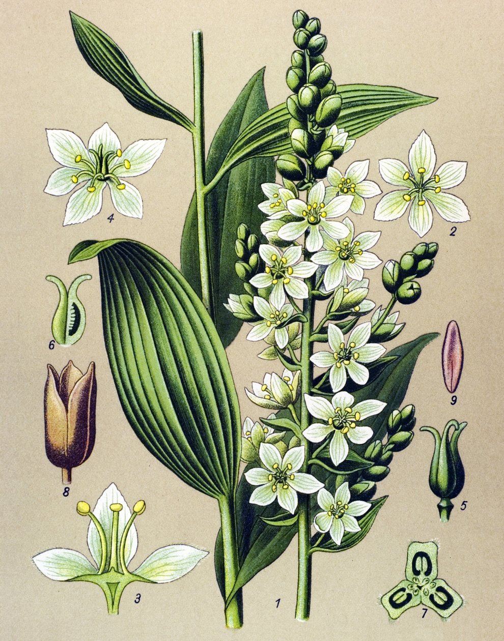 Botanisk bord. Venesøs (giftig) og medisinsk plante: hvit veratre (Veratrum album) av Unbekannter Künstler