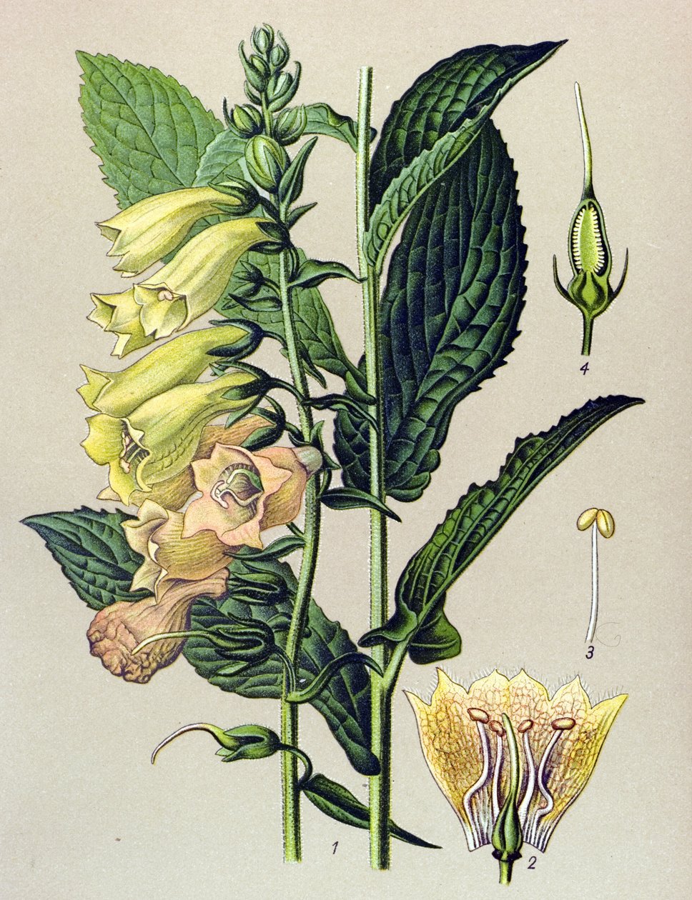 Botanisk tavle, plante: Storblomstret digital (Digitalis grandiflora) av Unbekannter Künstler