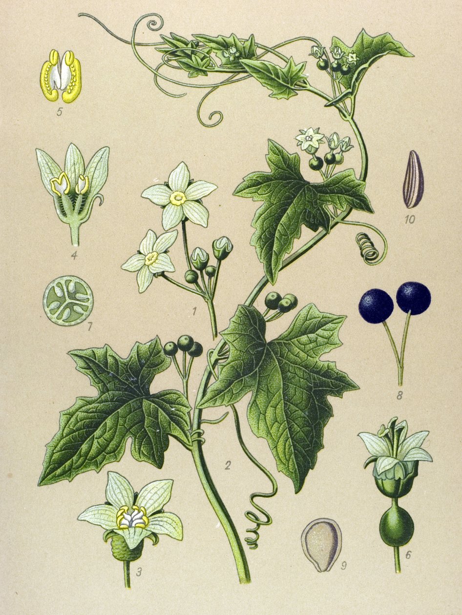 Botanisk bord, plante: Bryone (Bryonia alba) av Unbekannter Künstler