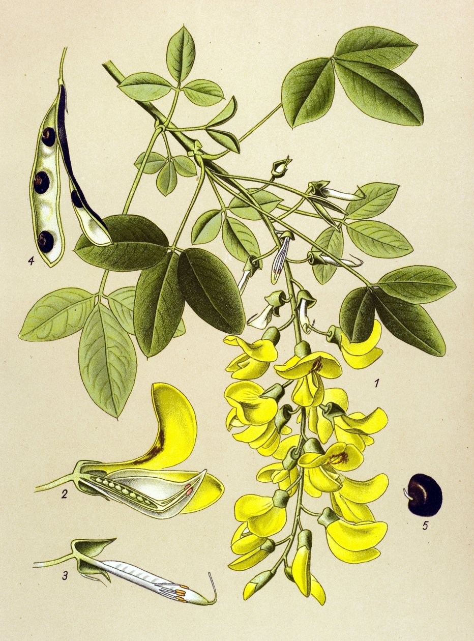 Botanisk bord, plante: Vanlig cytitt eller falsk ibenholt (Cytisus Laburnum) av Unbekannter Künstler