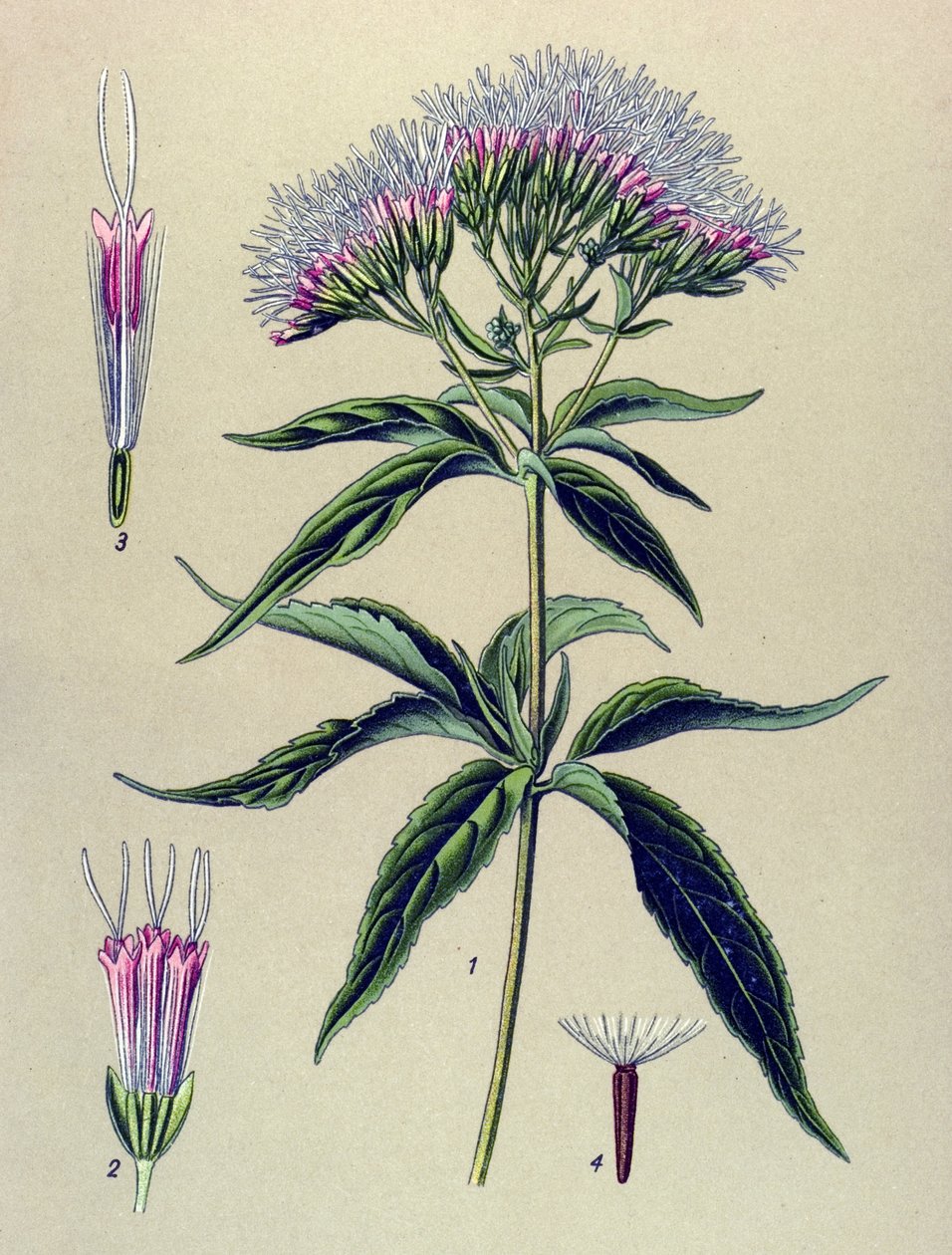 Botanisk bord, plante: Eupatorium med hampblad (Eupatorium cannabinum) av Unbekannter Künstler