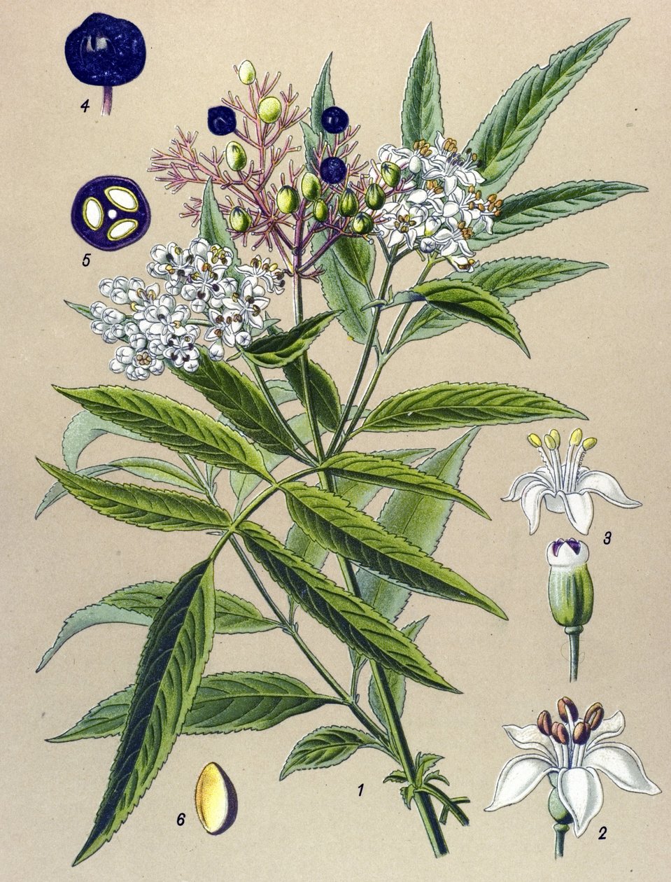 Botanisk bord, plante: Hieble hyllebær (Sambucus ebulus) av Unbekannter Künstler
