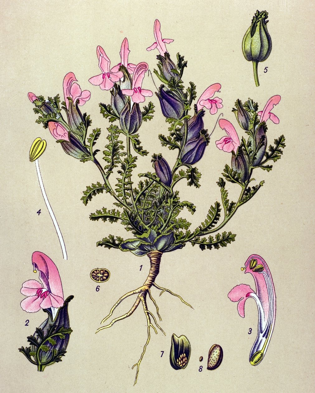 Botanisk tavle, plante: Pedicularis sylvatica av Unbekannter Künstler