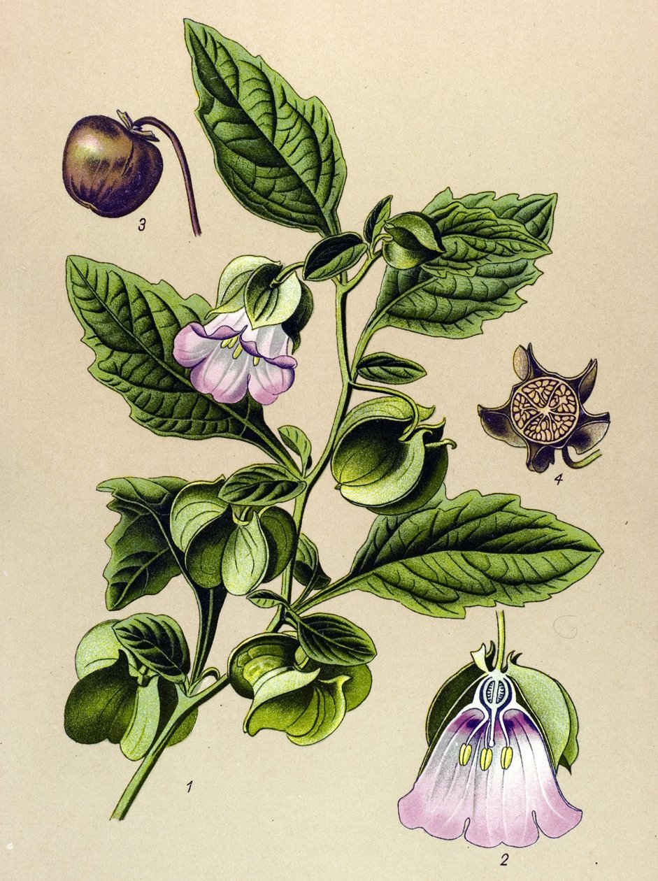 Botanisk bord, plante: Perou-pære eller Perou-eple (Nicandra physaloides) av Unbekannter Künstler