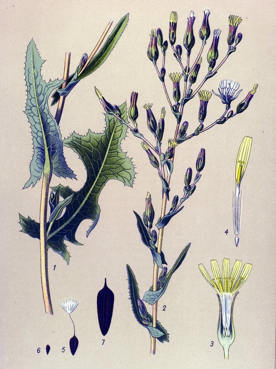 Botanisk bord, plante: Scarole-salat, eller villsalat (Lactuca scariola, Lactuca serriola) av Unbekannter Künstler