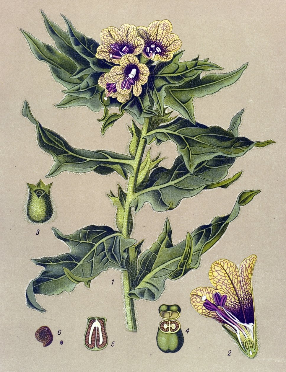 Botanisk bord, plante: svart kant (Hyoscyamus niger) av Unbekannter Künstler