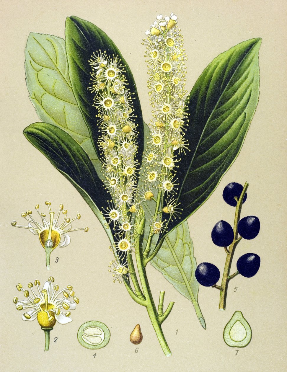 Botanisk bord, plante: kirsebærbukt (Prunus Laurocerasus) av Unbekannter Künstler