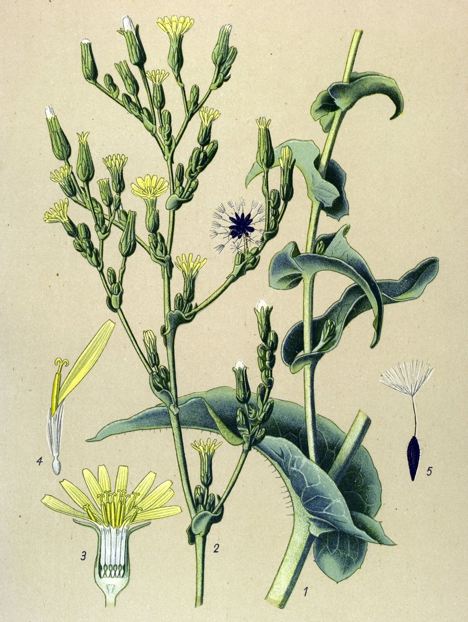 Botanisk bord, plante: villsalat eller villsalat (Lactuca virosa) av Unbekannter Künstler