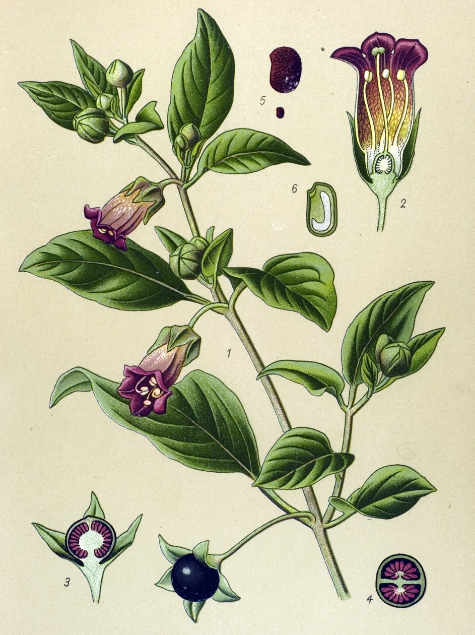 Botanisk bord, plante av La belladonna (Atropa belladonna) av Unbekannter Künstler