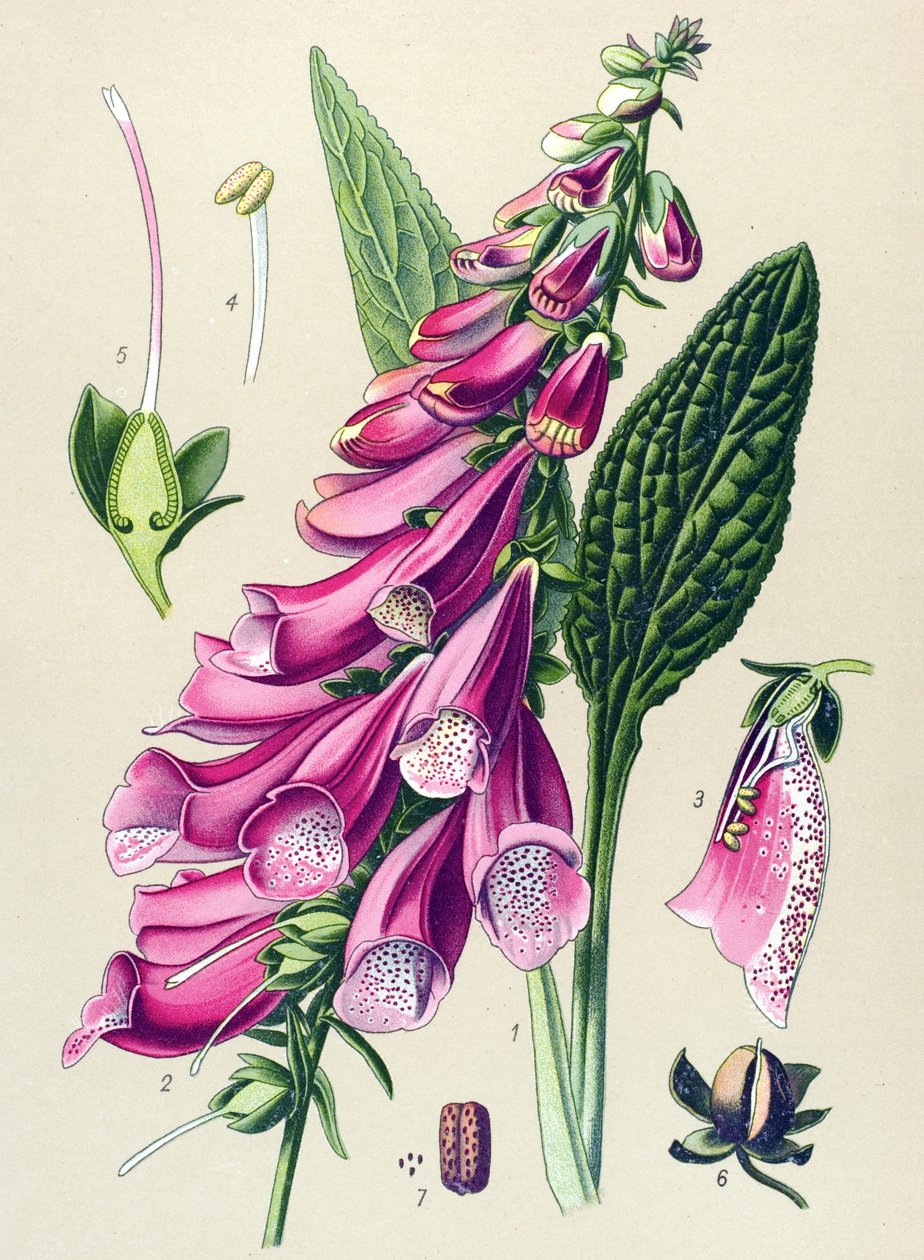 Botanisk bord, plante: lilla digital (Digitalis purpurea) av Unbekannter Künstler