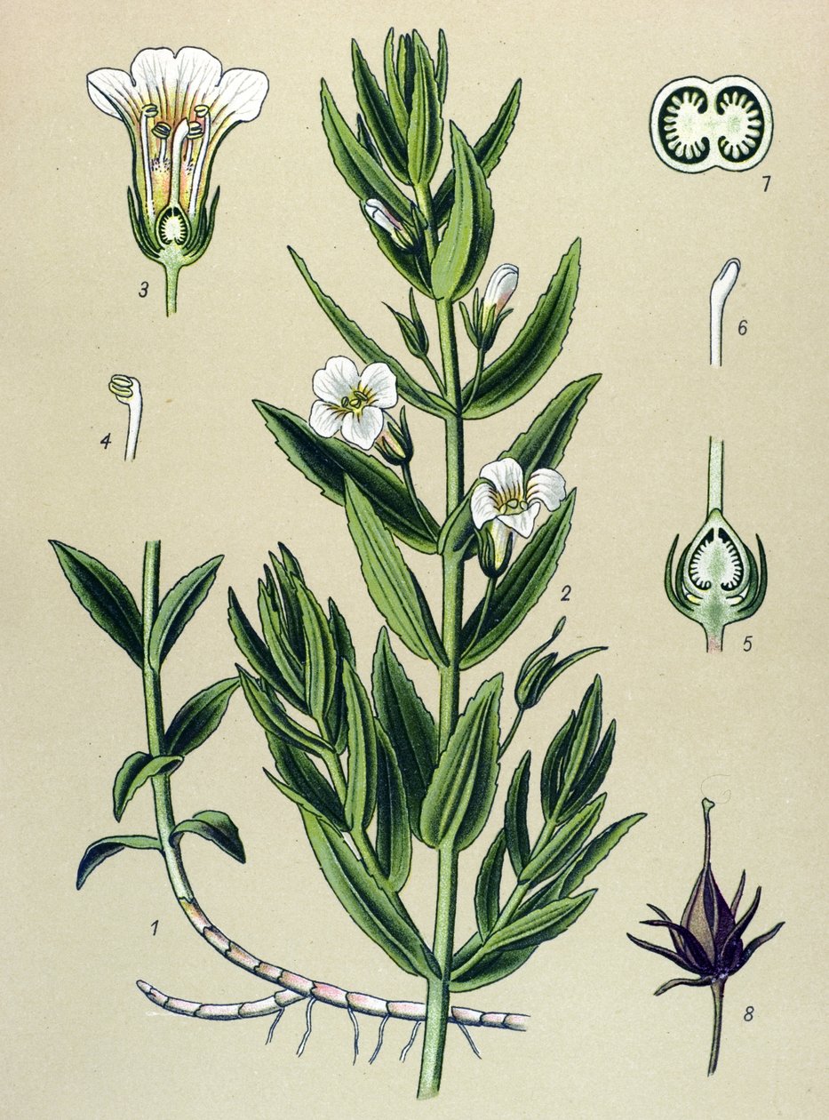 Botanisk bord, plante: gratiole officinale (Gratiola officinalis) av Unbekannter Künstler