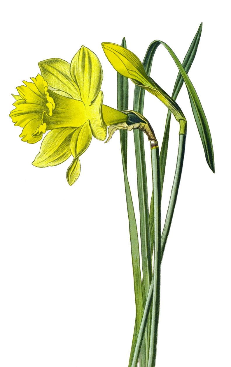 Botanisk bord, plante: gul narcissus eller trompet narcissus (Narcissus pseudonarcissus) av Unbekannter Künstler