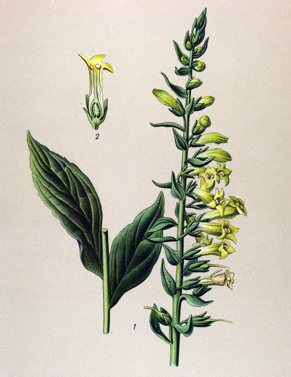 Botanisk tavle, plante: gul eller liten digital (Digitalis lutea) av Unbekannter Künstler