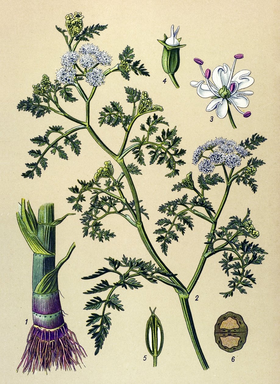 Botanisk bord, giftig og medisinsk plante: Aquatic Oenanthe (Oenanthe aquatica) av Unbekannter Künstler