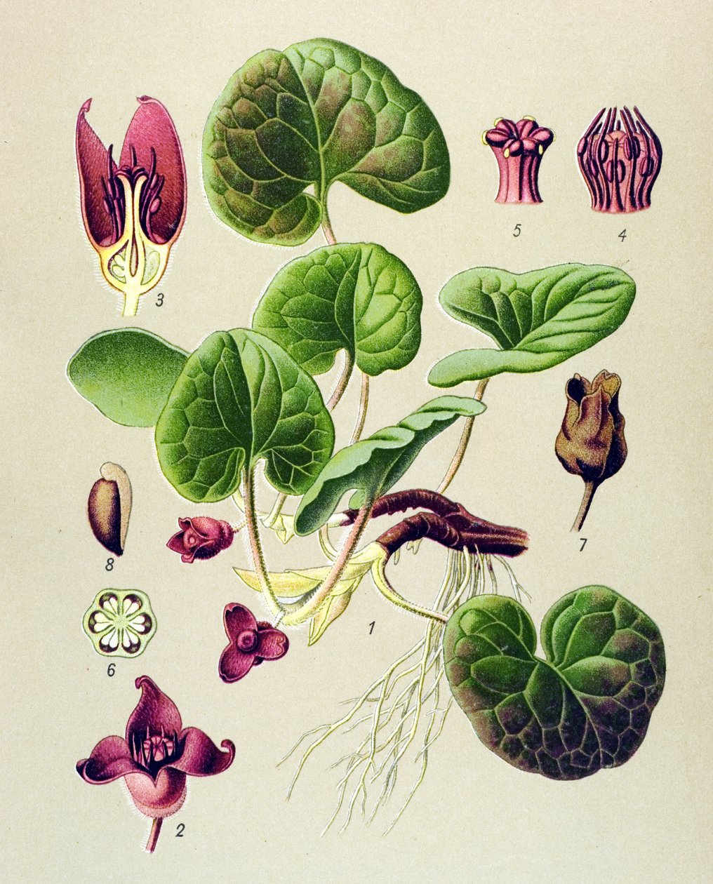 Botanisk bord, giftig og medisinsk plante: Asaret of Europe (Asarum europaeum) av Unbekannter Künstler
